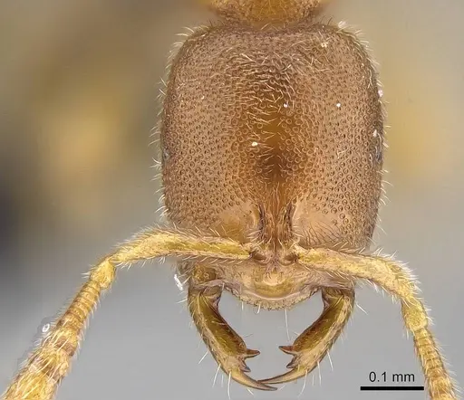 Prionopelta seychelles specimen CASENT0161319 image casent0161319_3