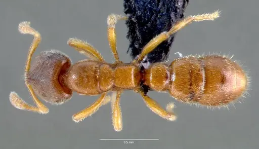 Prionopelta subtilis specimen CASENT0003730 image casent0003730_1