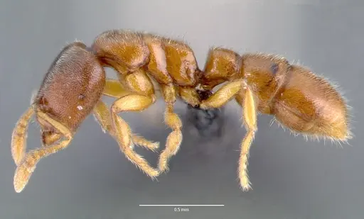 Prionopelta subtilis specimen CASENT0003730 image casent0003730_3