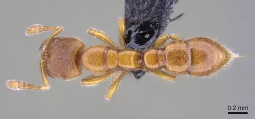Prionopelta subtilis specimen CASENT0033641 image casent0033641_1
