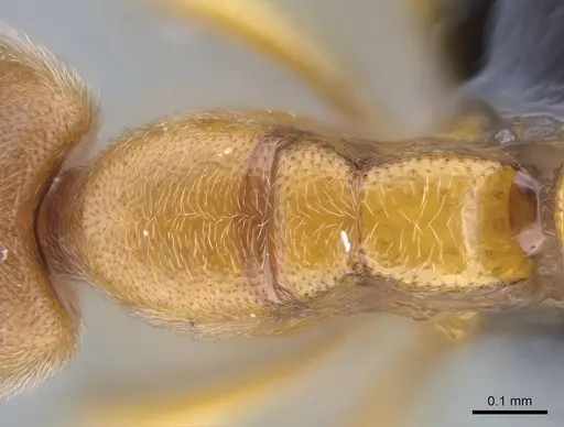 Prionopelta subtilis specimen CASENT0033641 image casent0033641_2