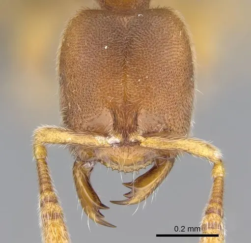 Prionopelta subtilis specimen CASENT0033641 image casent0033641_3