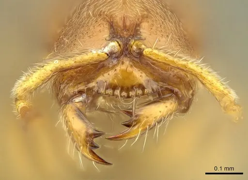 Prionopelta subtilis specimen CASENT0033641 image casent0033641_4