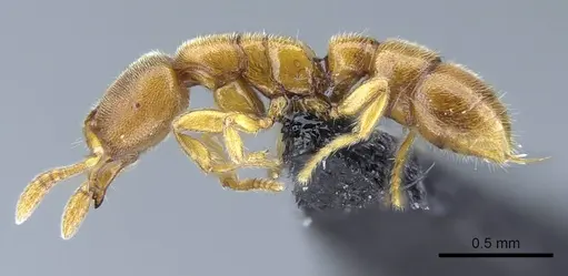 Prionopelta subtilis specimen CASENT0033641 image casent0033641_5