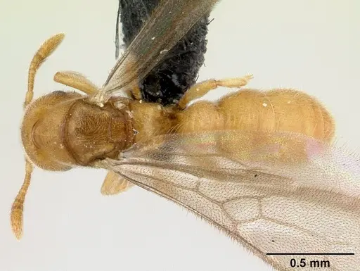 Prionopelta subtilis specimen CASENT0048748 image casent0048748_1