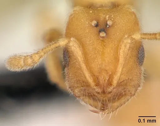 Prionopelta subtilis specimen CASENT0048748 image casent0048748_2