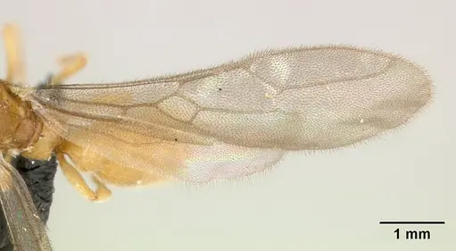 Prionopelta subtilis specimen CASENT0048748 image casent0048748_4
