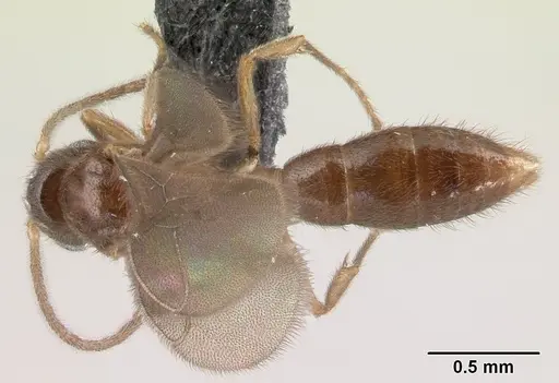 Prionopelta subtilis specimen CASENT0049809 image casent0049809_1