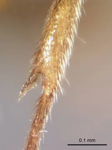 Prionopelta subtilis specimen CASENT0049809 image casent0049809_3