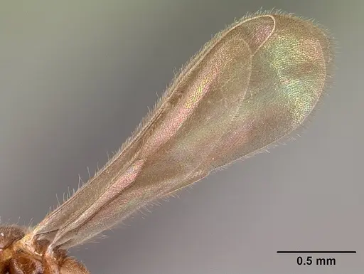 Prionopelta subtilis specimen CASENT0049809 image casent0049809_5