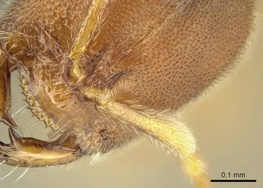 Prionopelta subtilis specimen CASENT0151601 image casent0151601_1