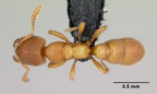 Prionopelta subtilis specimen CASENT0494610 image casent0494610_1