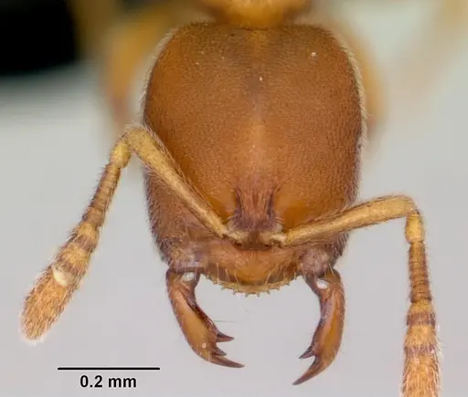 Prionopelta subtilis specimen CASENT0494610 image casent0494610_2