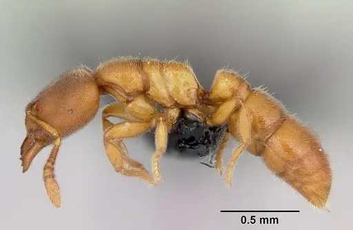 Prionopelta subtilis specimen CASENT0494610 image casent0494610_3