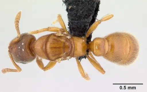 Prionopelta subtilis specimen CASENT0496839 image casent0496839_1