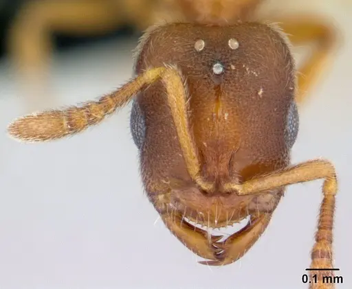 Prionopelta subtilis specimen CASENT0496839 image casent0496839_2