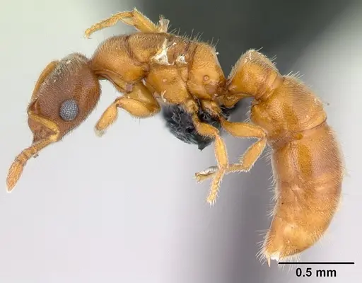 Prionopelta subtilis specimen CASENT0496839 image casent0496839_3