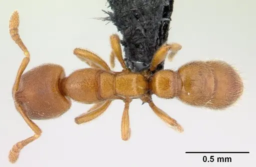Prionopelta subtilis specimen CASENT0496840 image casent0496840_1
