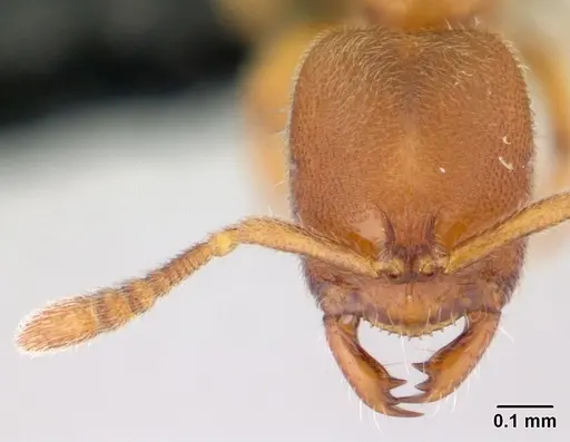 Prionopelta subtilis specimen CASENT0496840 image casent0496840_2