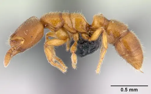 Prionopelta subtilis specimen CASENT0496840 image casent0496840_3
