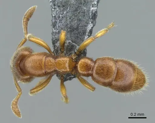 Prionopelta subtilis specimen CASENT0840863 image casent0840863_1
