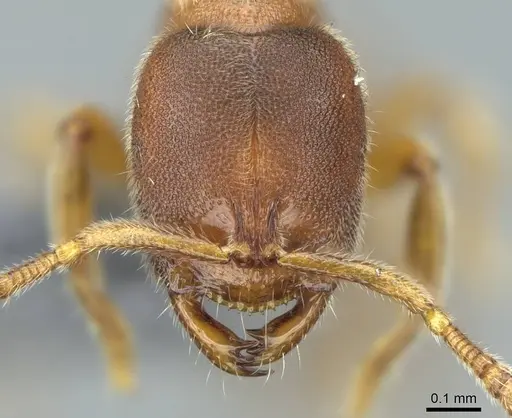 Prionopelta subtilis specimen CASENT0840863 image casent0840863_2