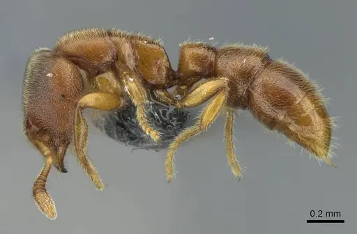 Prionopelta subtilis specimen CASENT0840863 image casent0840863_3