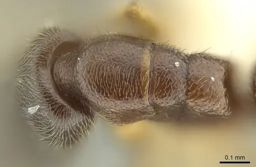 Prionopelta talos specimen CASENT0009472 image casent0009472_2