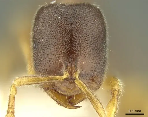 Prionopelta talos specimen CASENT0009472 image casent0009472_3