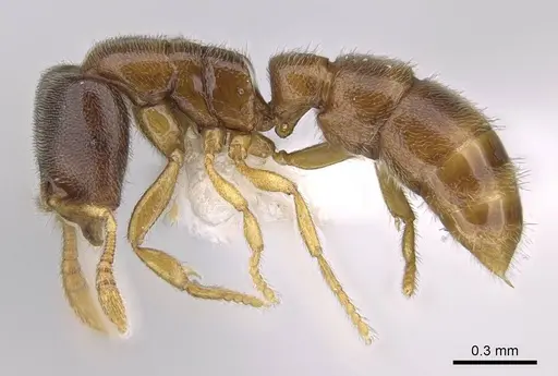 Prionopelta talos specimen CASENT0009472 image casent0009472_4