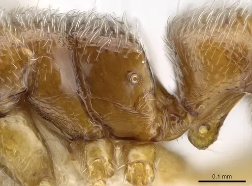 Prionopelta talos specimen CASENT0009472 image casent0009472_5