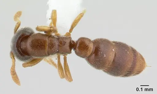 Prionopelta talos specimen CASENT0191885 image casent0191885_1