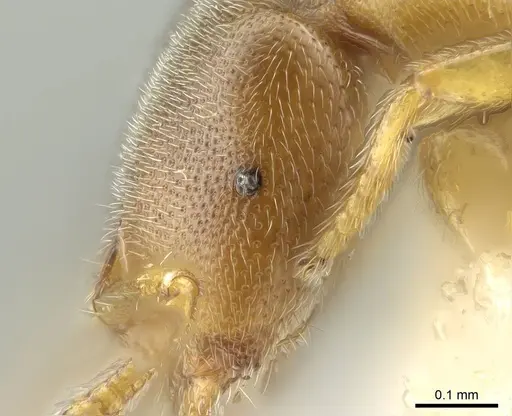 Prionopelta talos specimen CASENT0339229 image casent0339229_1
