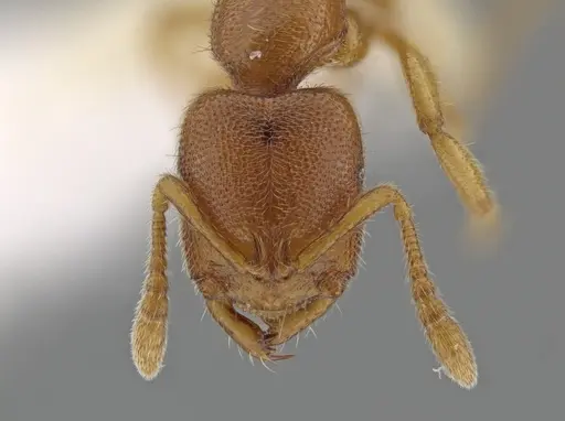 Prionopelta tapatia specimen CASENT0648031 image casent0648031_2