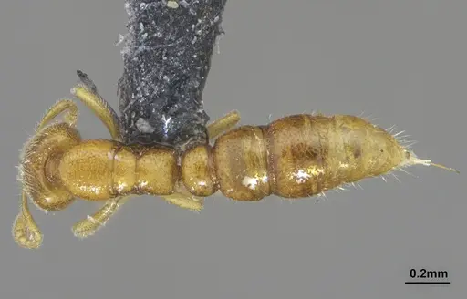 Prionopelta tapatia specimen DZUP549796 image dzup549796_1