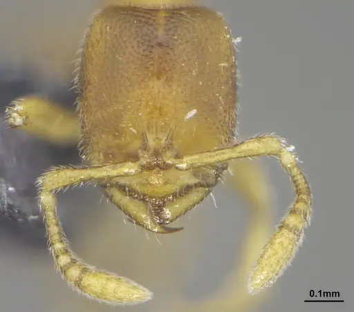 Prionopelta tapatia specimen DZUP549796 image dzup549796_2