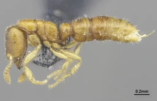Prionopelta tapatia specimen DZUP549796 image dzup549796_3