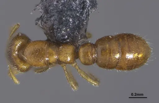 Prionopelta tapatia specimen DZUP549797 image dzup549797_1