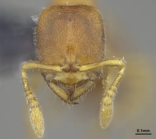 Prionopelta tapatia specimen DZUP549797 image dzup549797_2