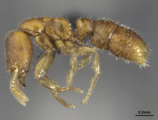 Prionopelta tapatia specimen DZUP549797 image dzup549797_3