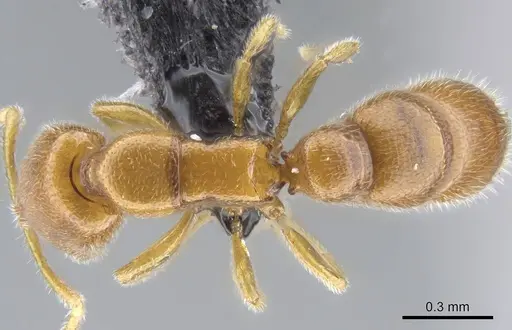 Prionopelta vampira specimen CASENT0041504 image casent0041504_2