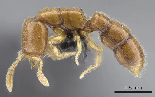 Prionopelta vampira specimen CASENT0041504 image casent0041504_5