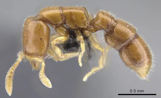 Prionopelta vampira specimen CASENT0041504 image casent0041504_6