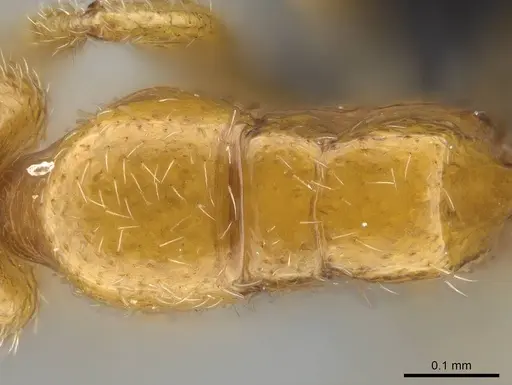 Prionopelta xerosilva specimen CASENT0157254 image casent0157254_1
