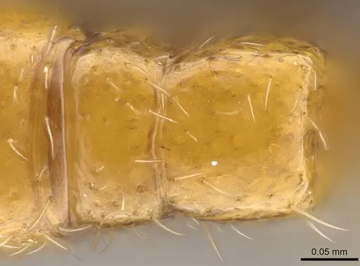 Prionopelta xerosilva specimen CASENT0157254 image casent0157254_2