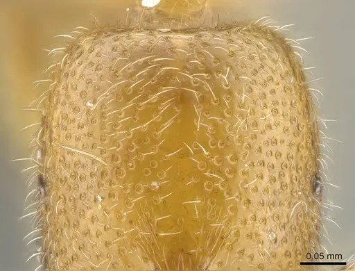 Prionopelta xerosilva specimen CASENT0157254 image casent0157254_4