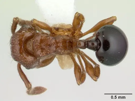 Pristomyrmex africanus specimen CASENT0178302 image casent0178302_1