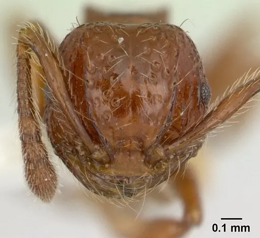Pristomyrmex africanus specimen CASENT0178302 image casent0178302_2
