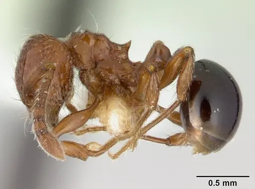 Pristomyrmex africanus specimen CASENT0178302 image casent0178302_3