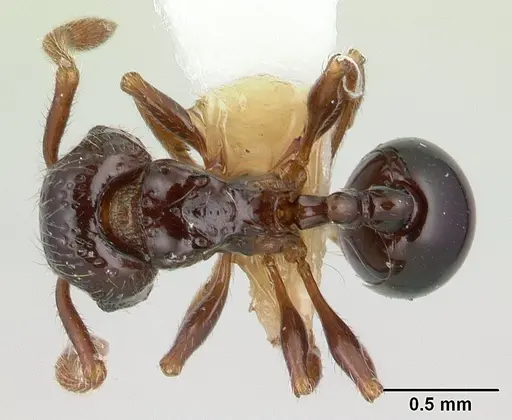 Pristomyrmex africanus specimen CASENT0178303 image casent0178303_1